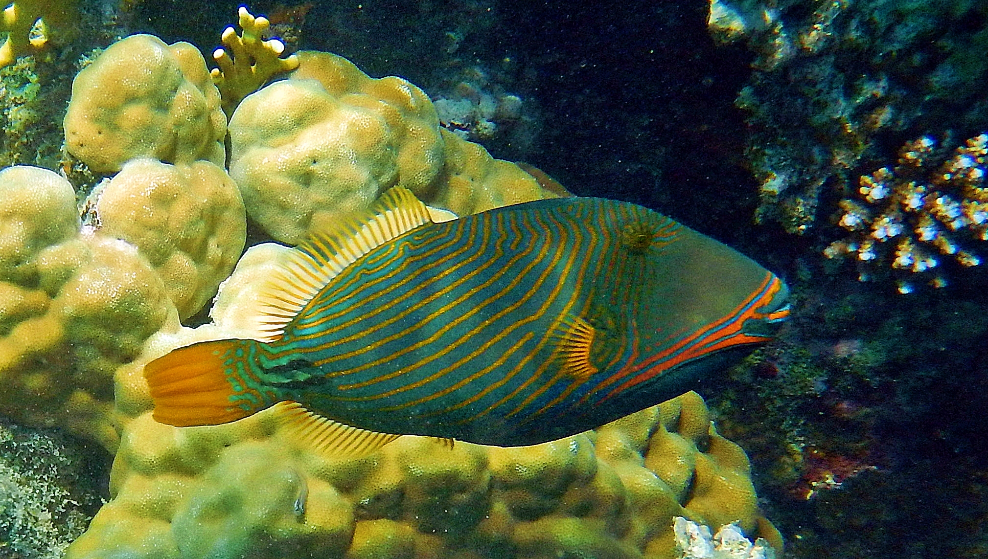 Balistapus undulatus