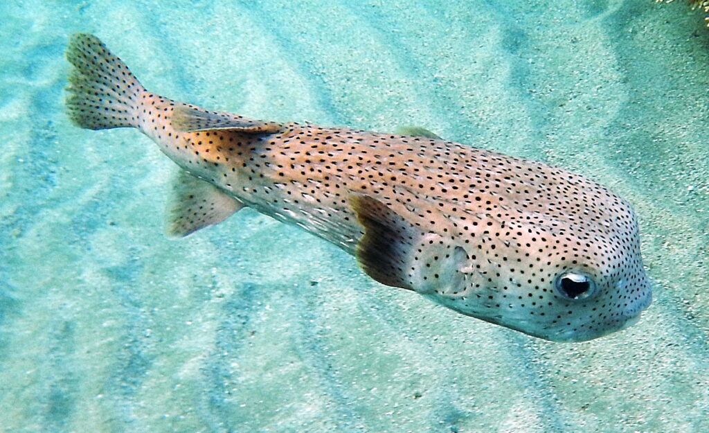 porcupinefish