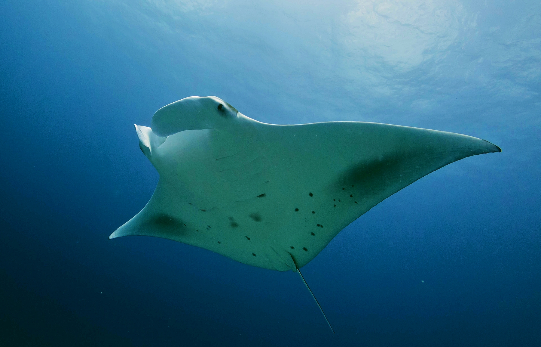 Manta alfredi