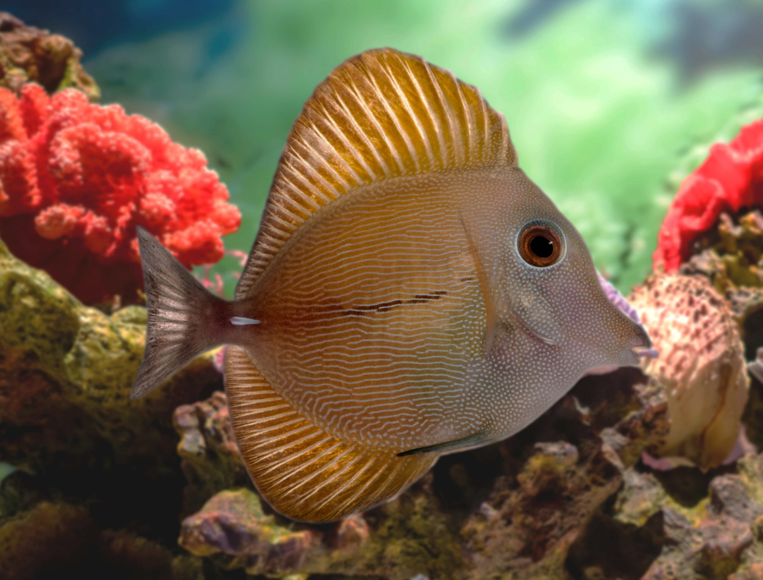 Zebrasoma scopas