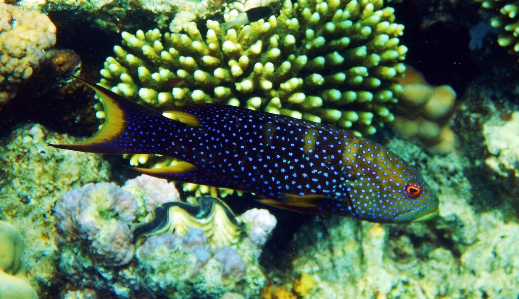 Variola louti