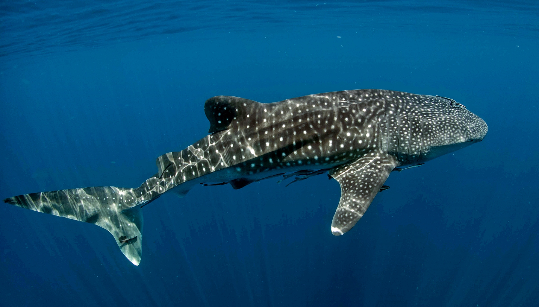 whale shark