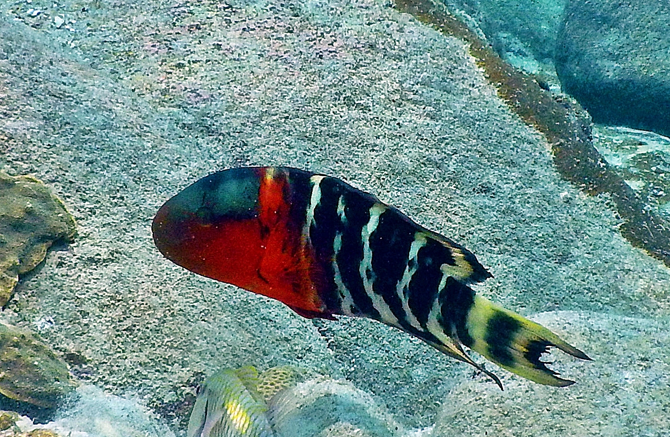 Red-breasted wrasse