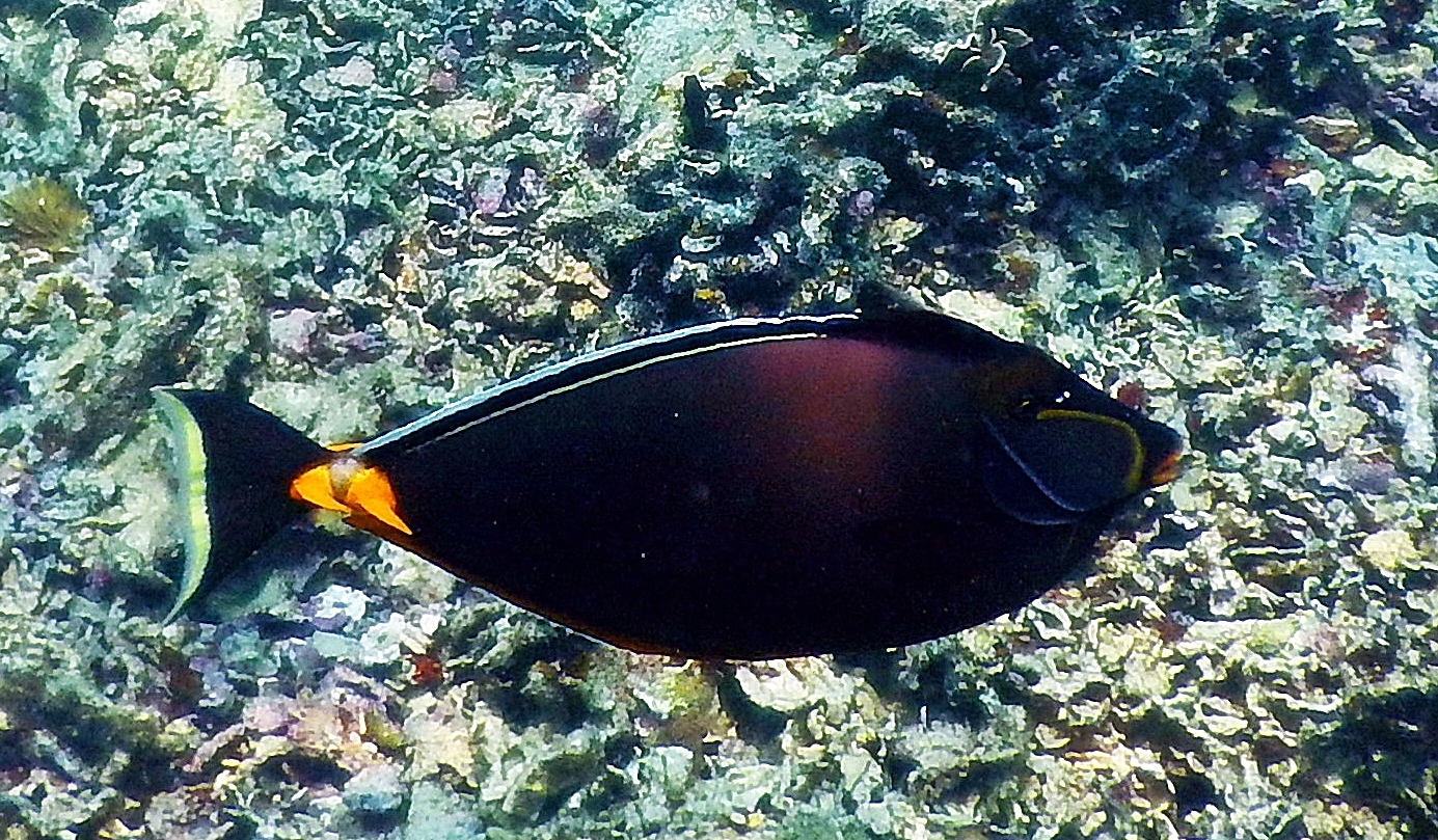 Naso unicornis